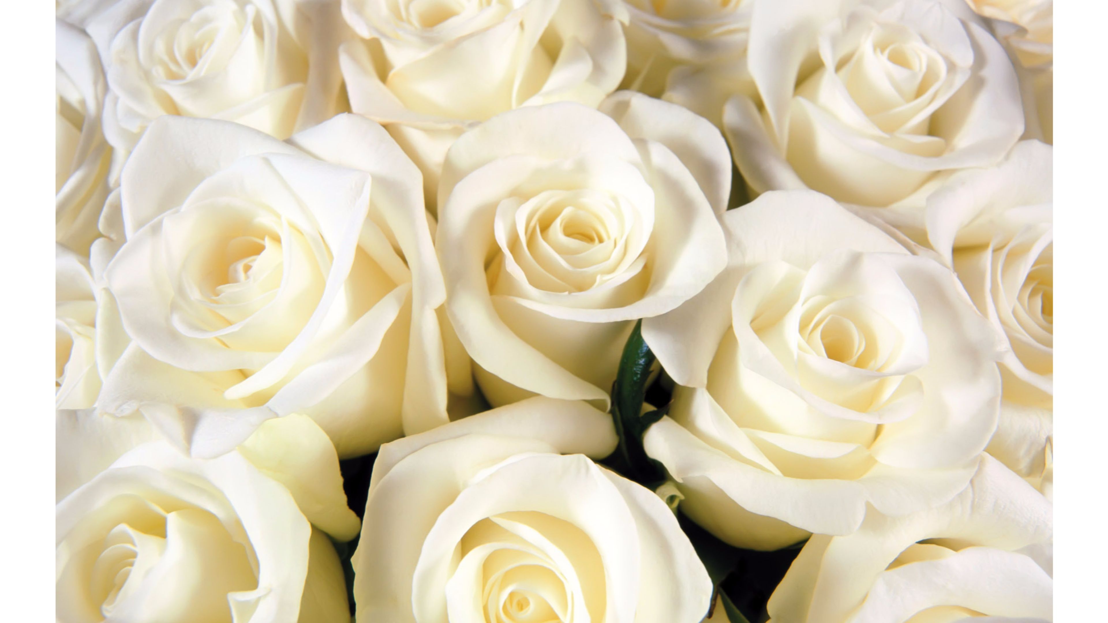 Белый розы на столе бесплатно