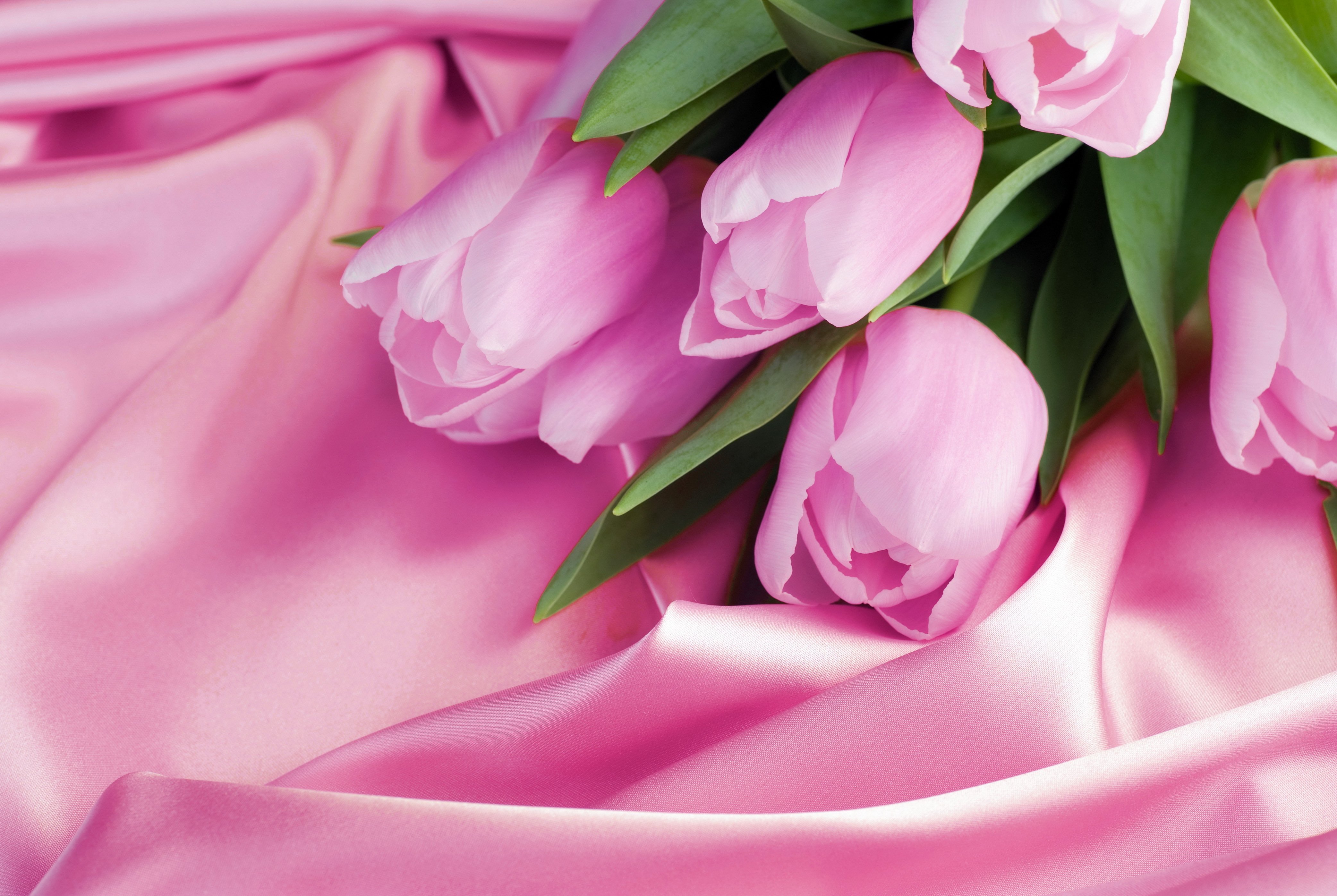Розовые тюльпаны без смс