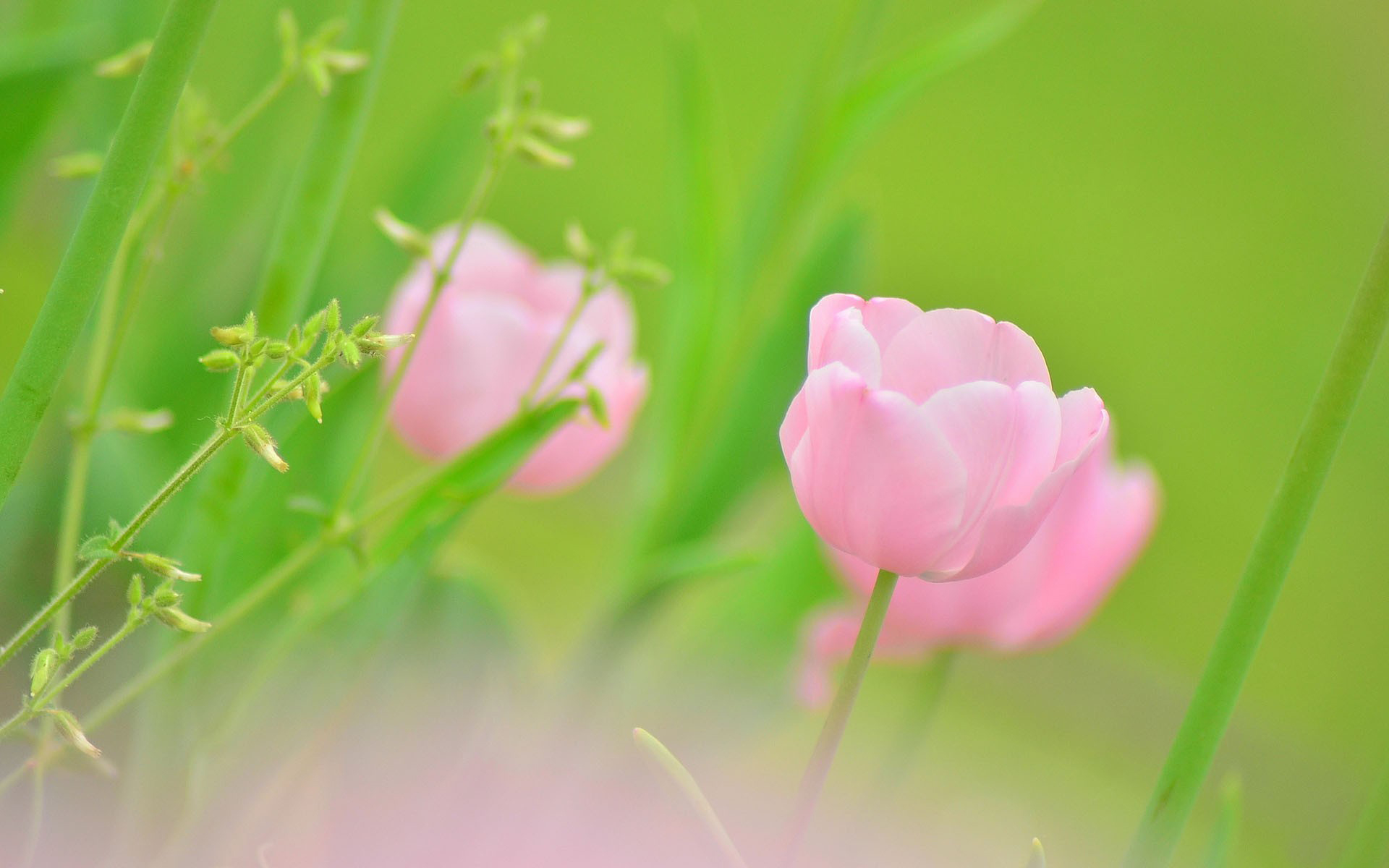 природа цветы тюльпан розовый nature flowers Tulip pink загрузить