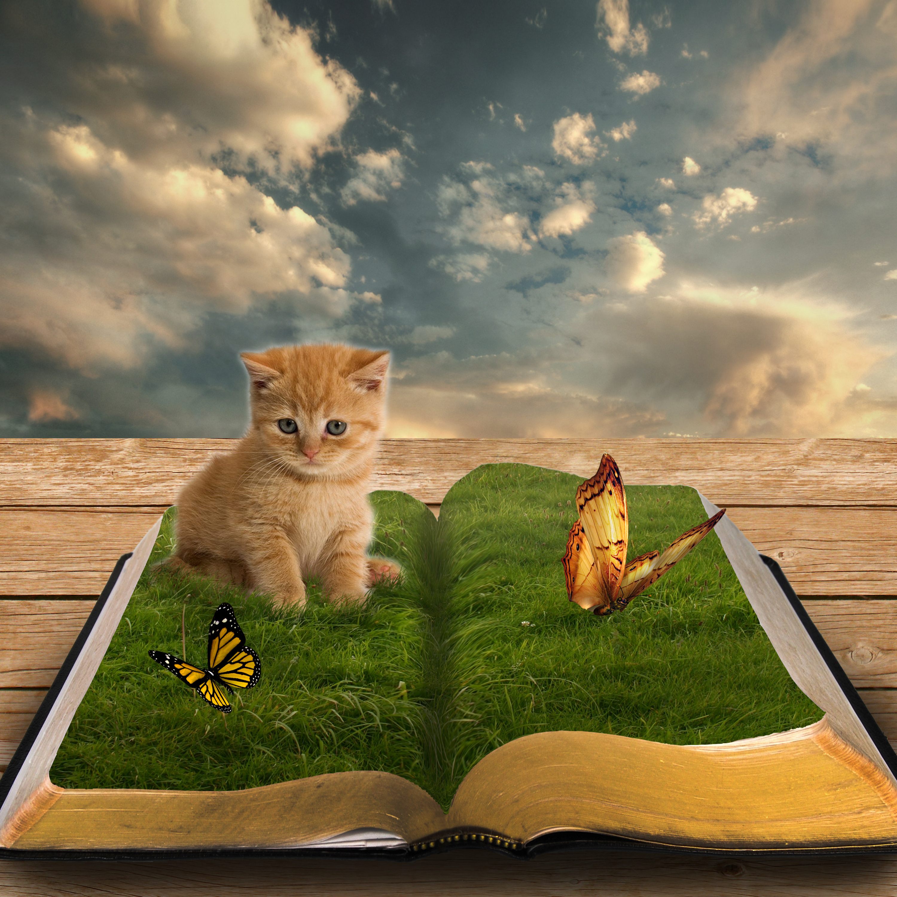З живе. Книга животные. Коты и книги. Котик с книжкой. Живые обои котята.