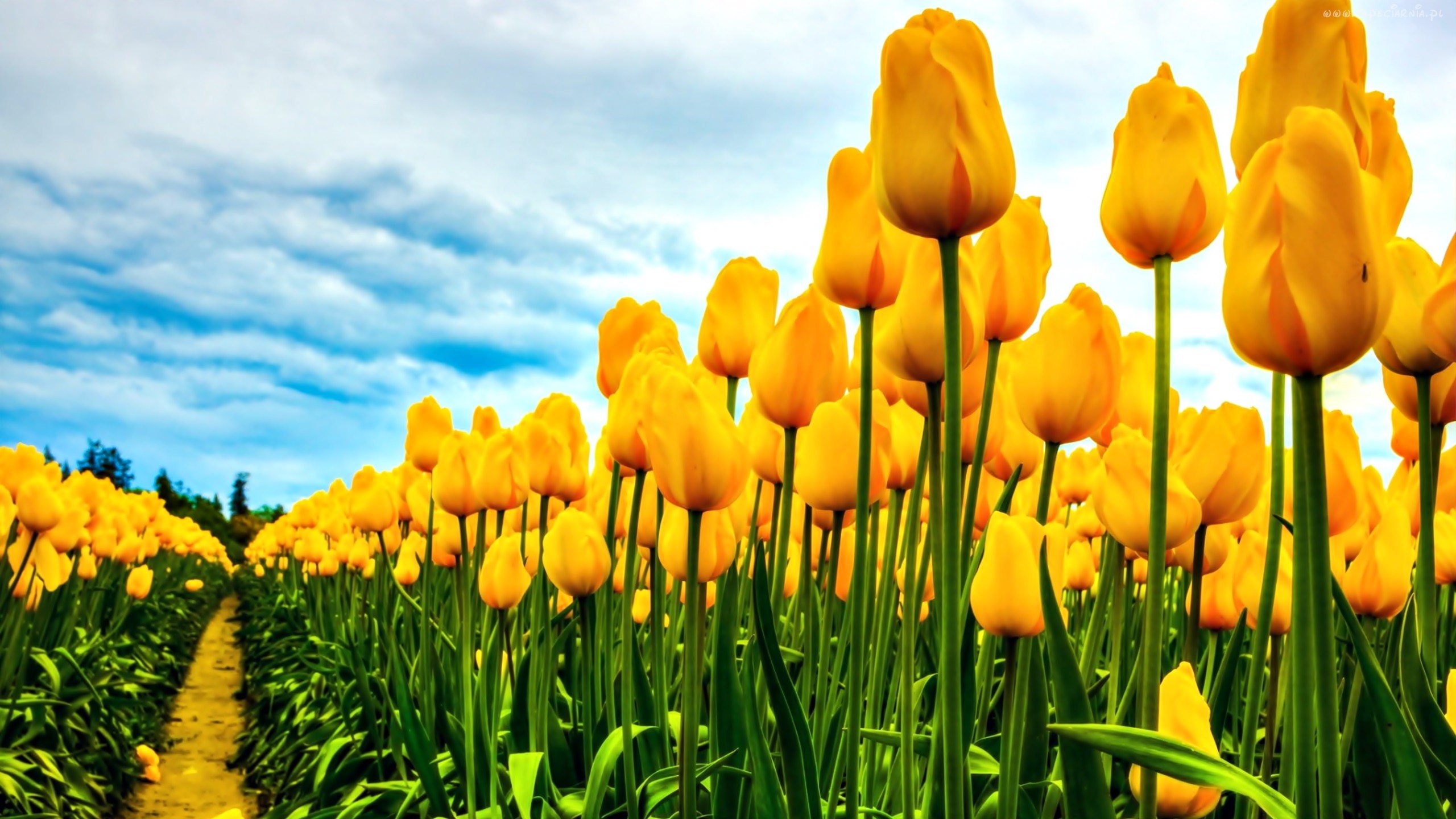 природа цветы желтый тюльпан nature flowers yellow Tulip бесплатно