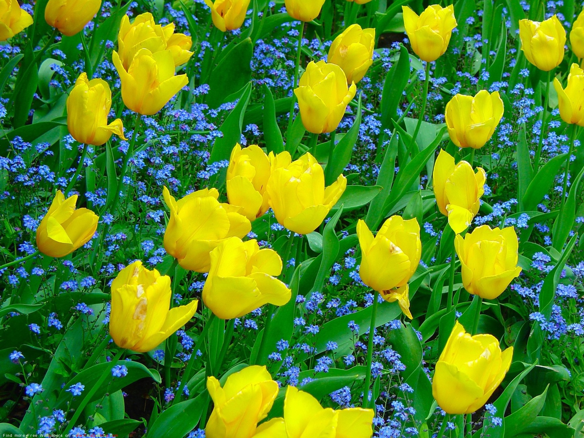 желтые тюльпаны бесплатно