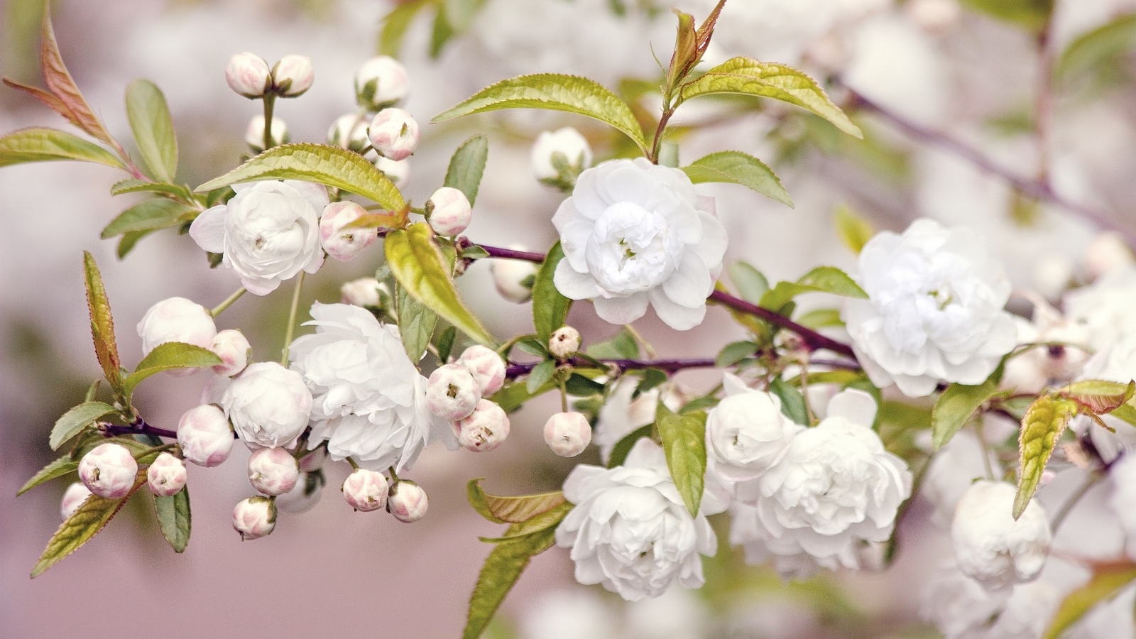 Весенние цветы на белом фоне картинки