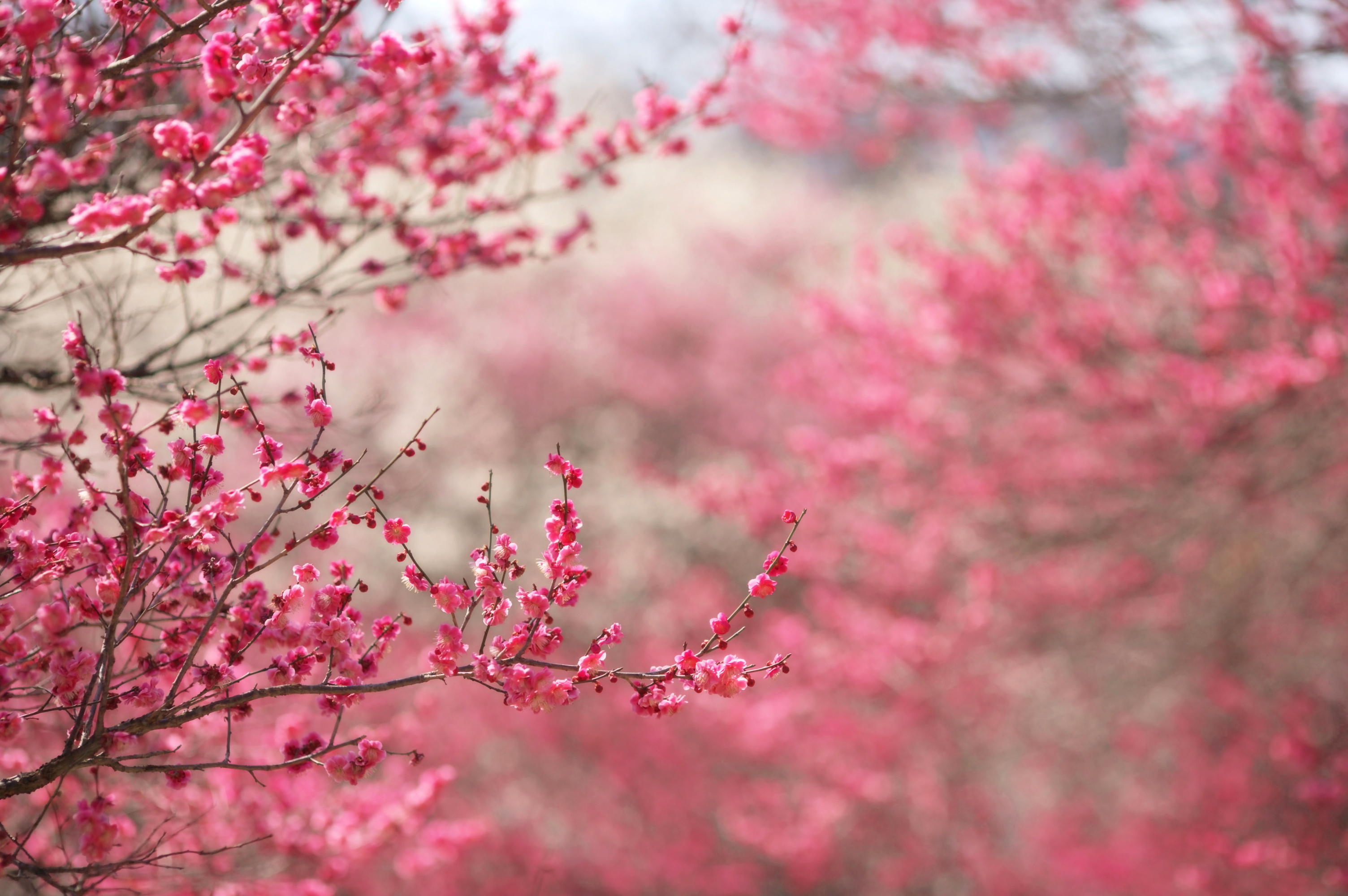 природа лист розовый бесплатно