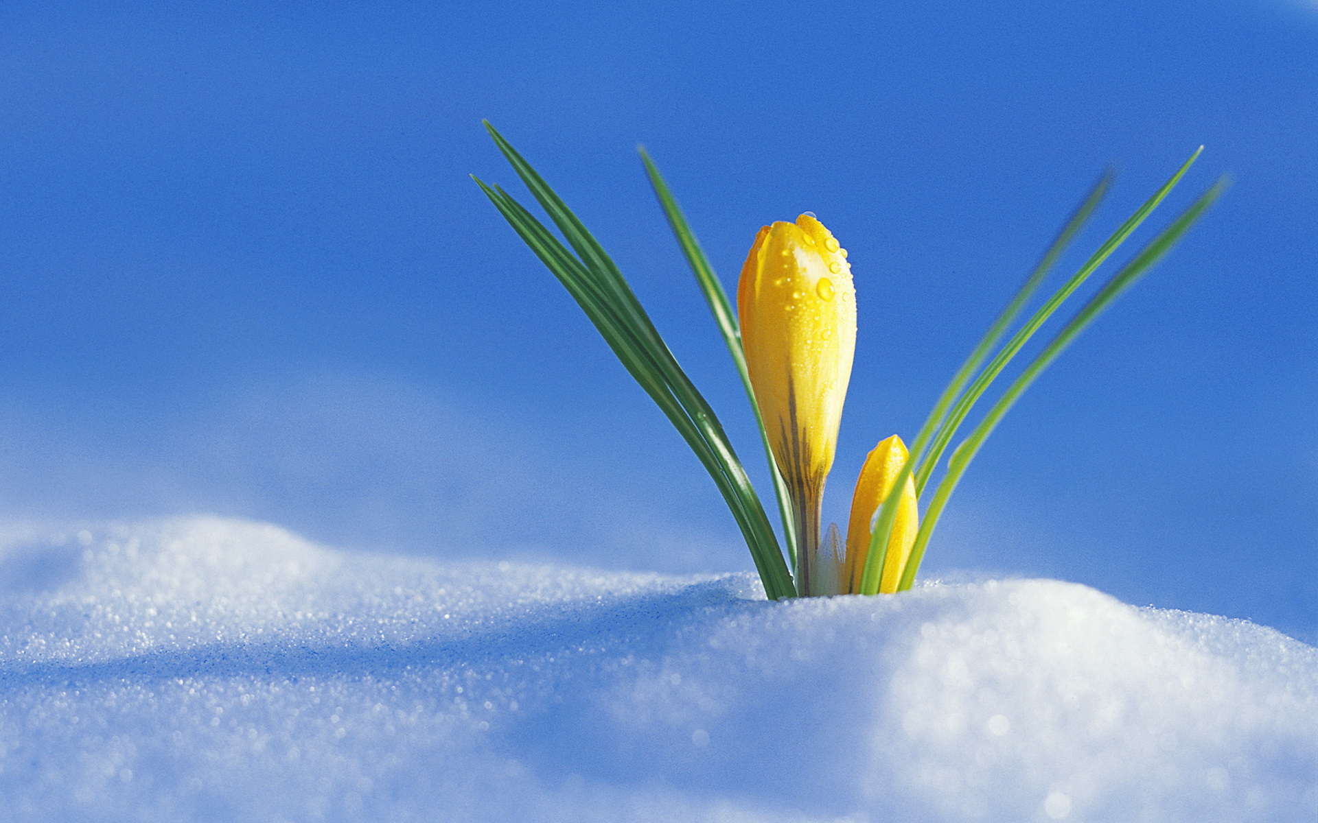 природа снег цветок скачать