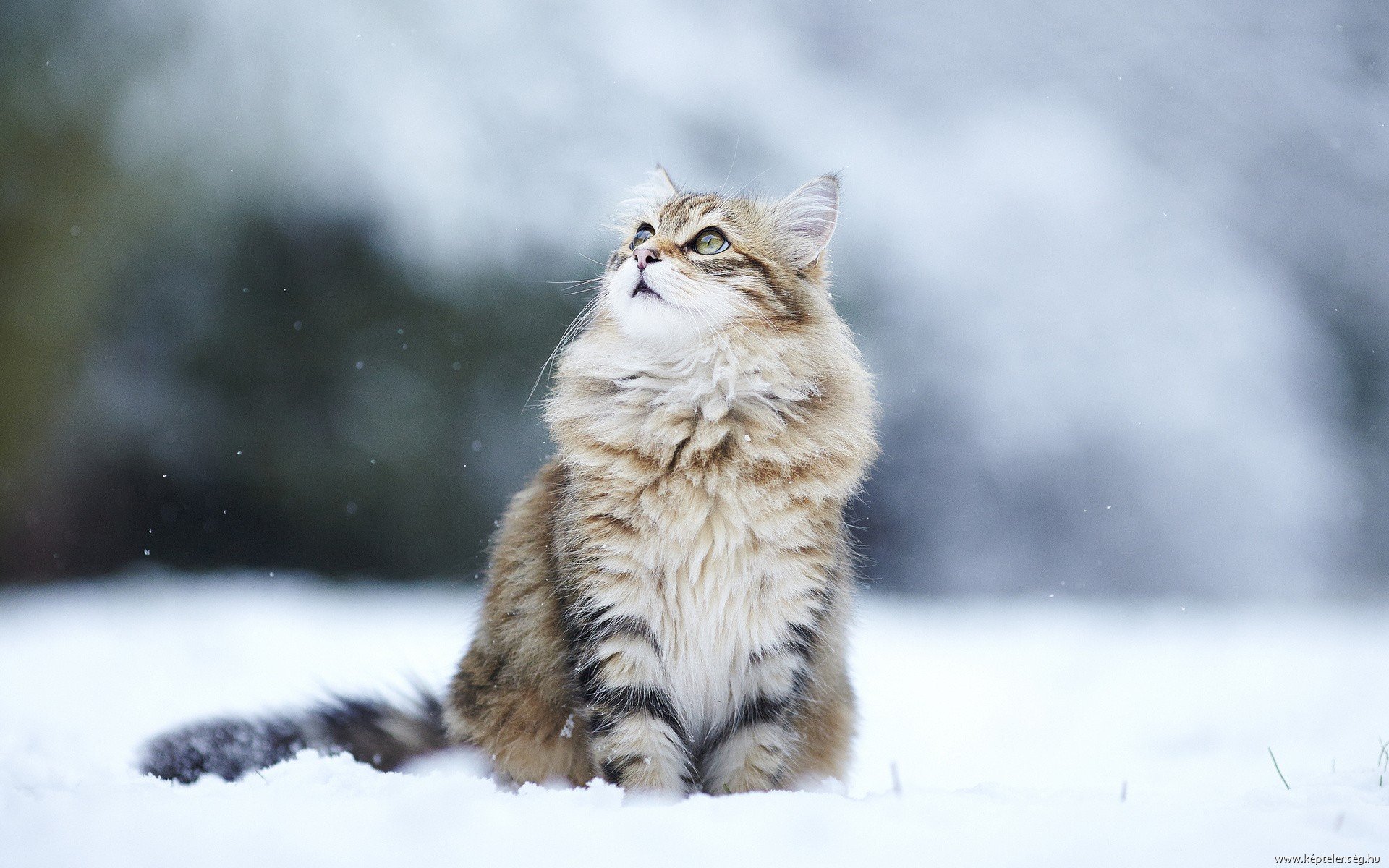 Кошка пушистая белая зима снег бесплатно