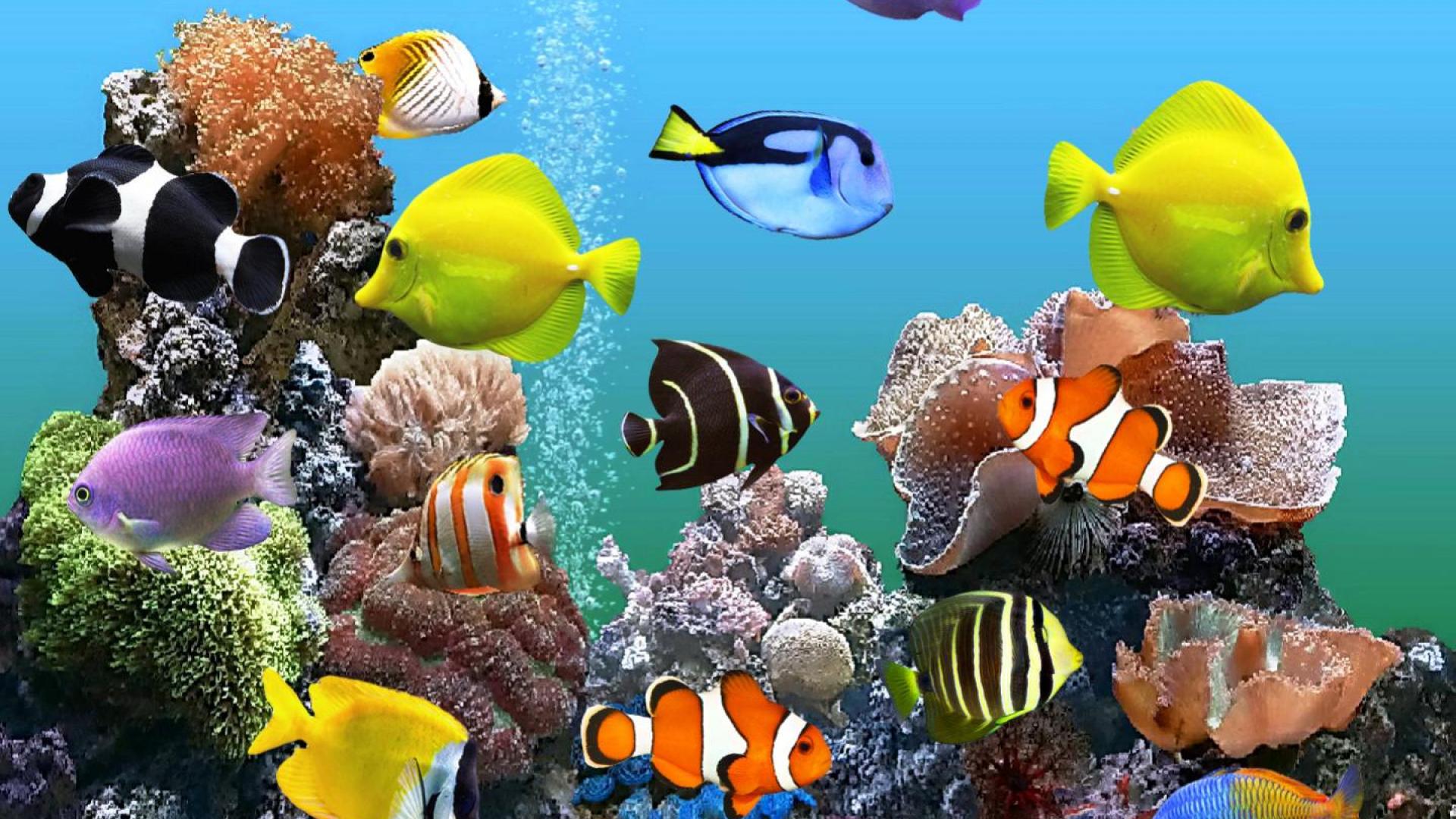 Рыбки аквариум обои. Живые рыбки. Живой аквариум. Аквариум 3д. Рыбки плавают.