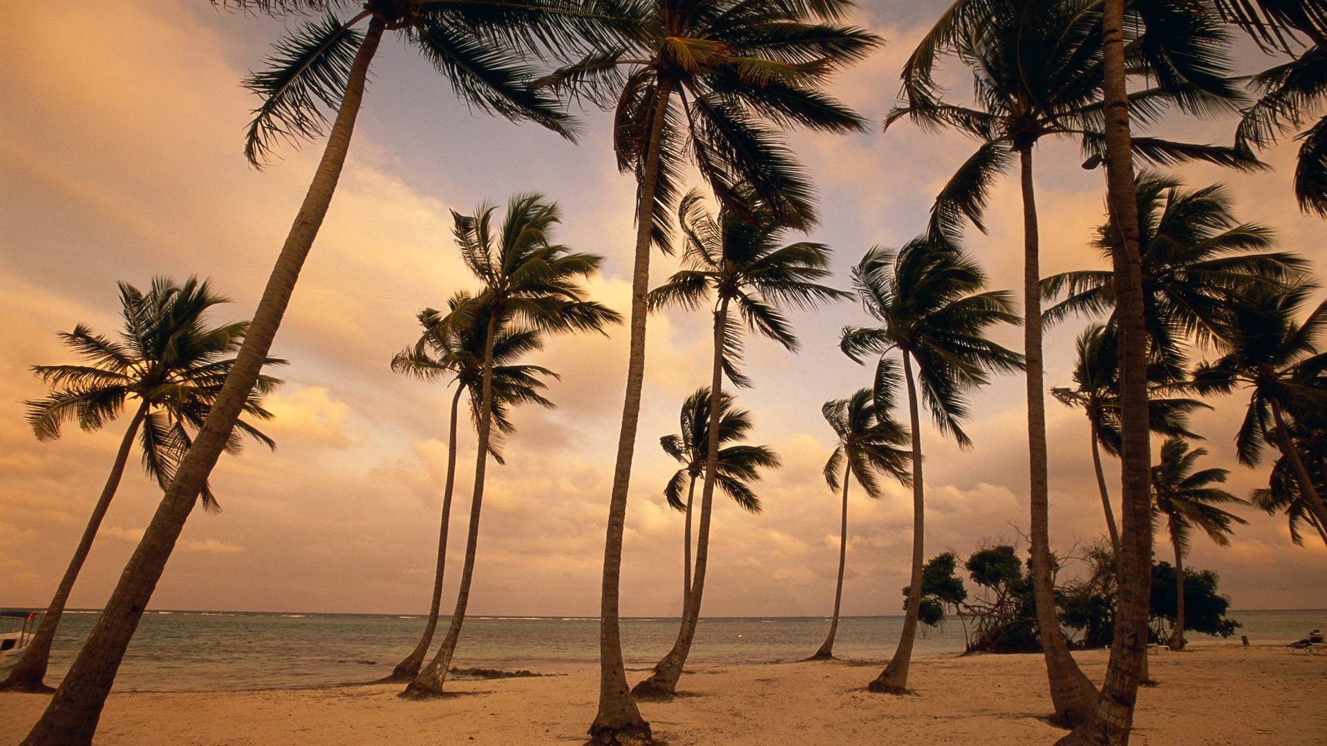 берег пальмы shore palm trees без смс