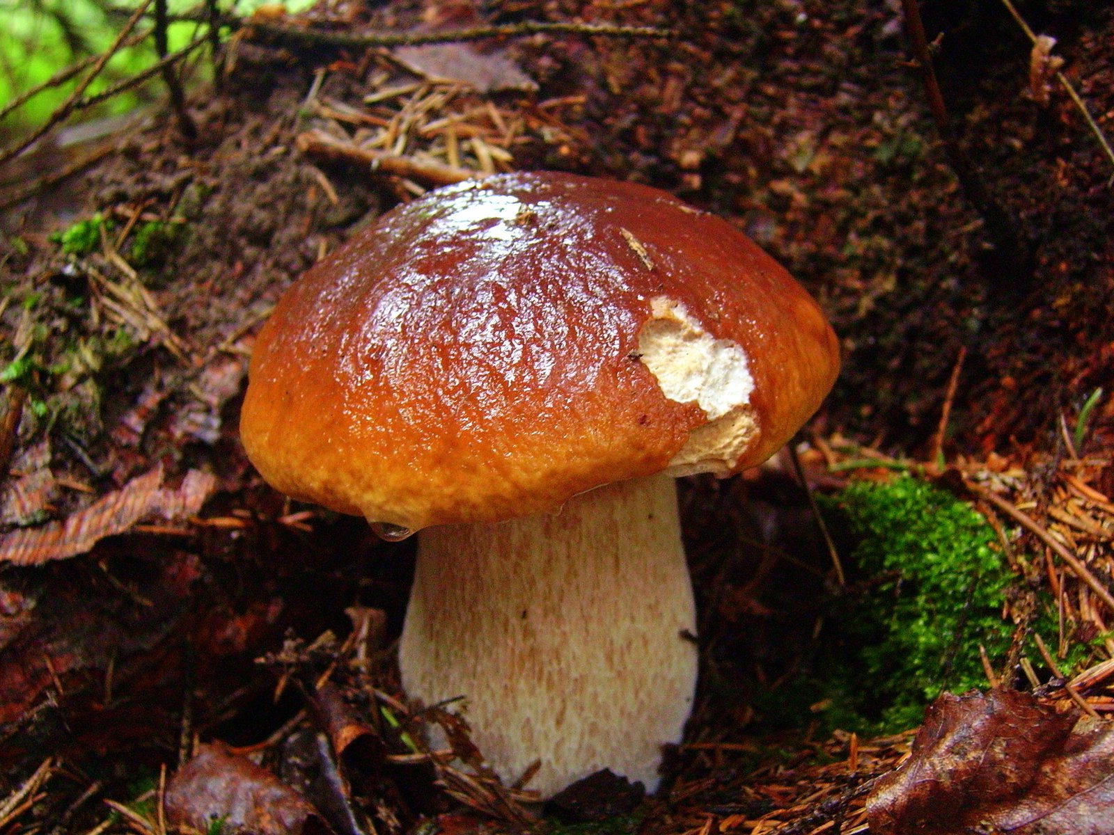 гриб в осеннем лесу загрузить