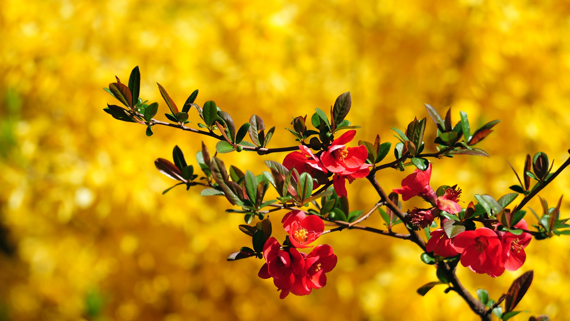 Циановые цветы бесплатно