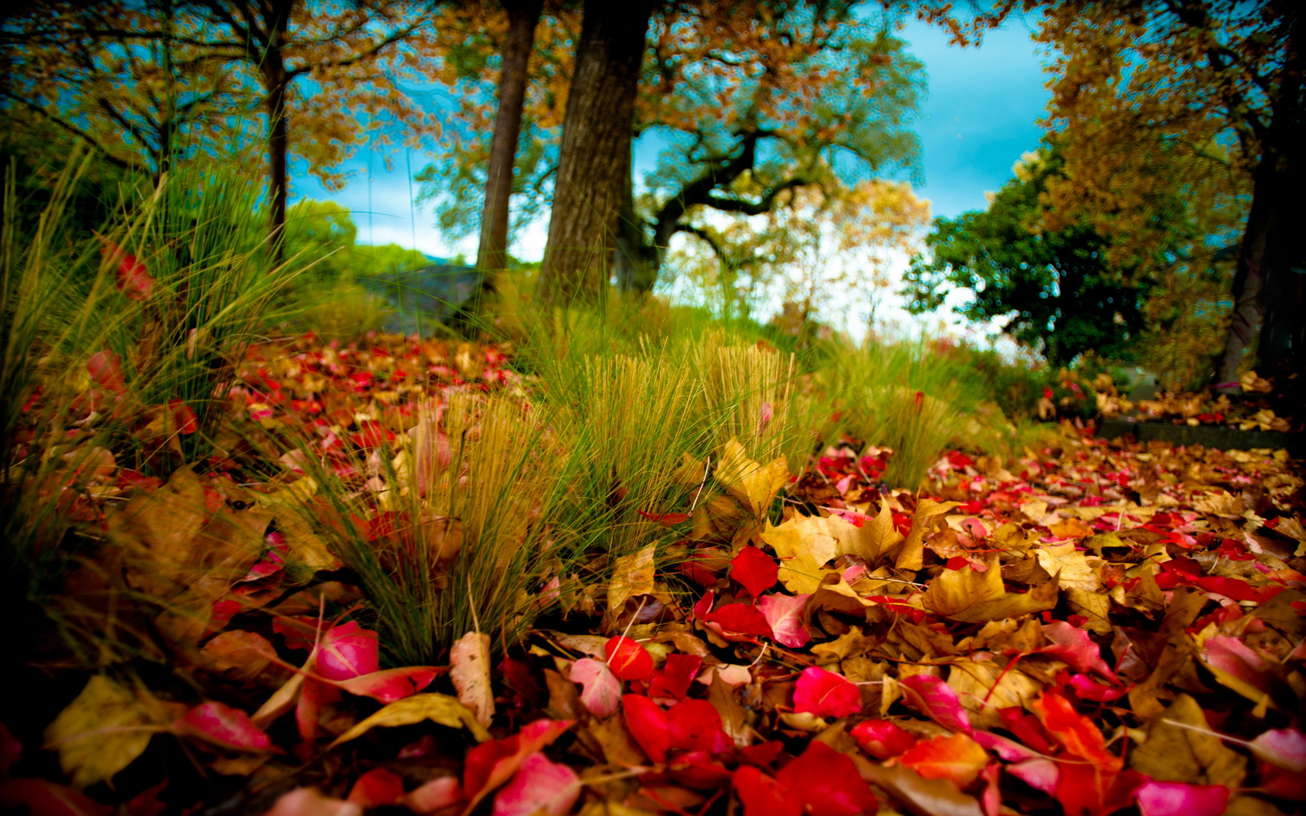 Осенняя природа загрузить
