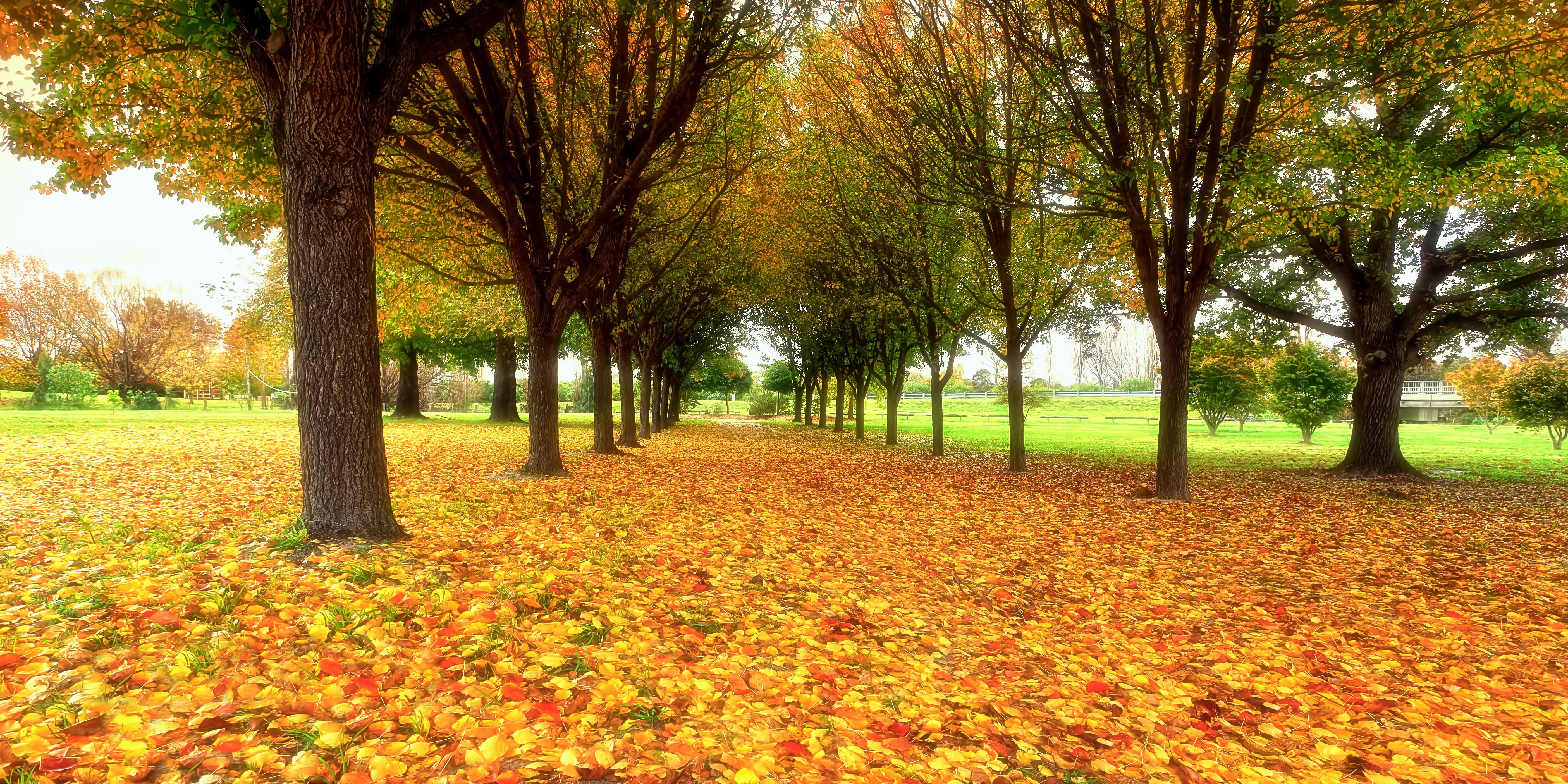 парк, листопад, осень без смс