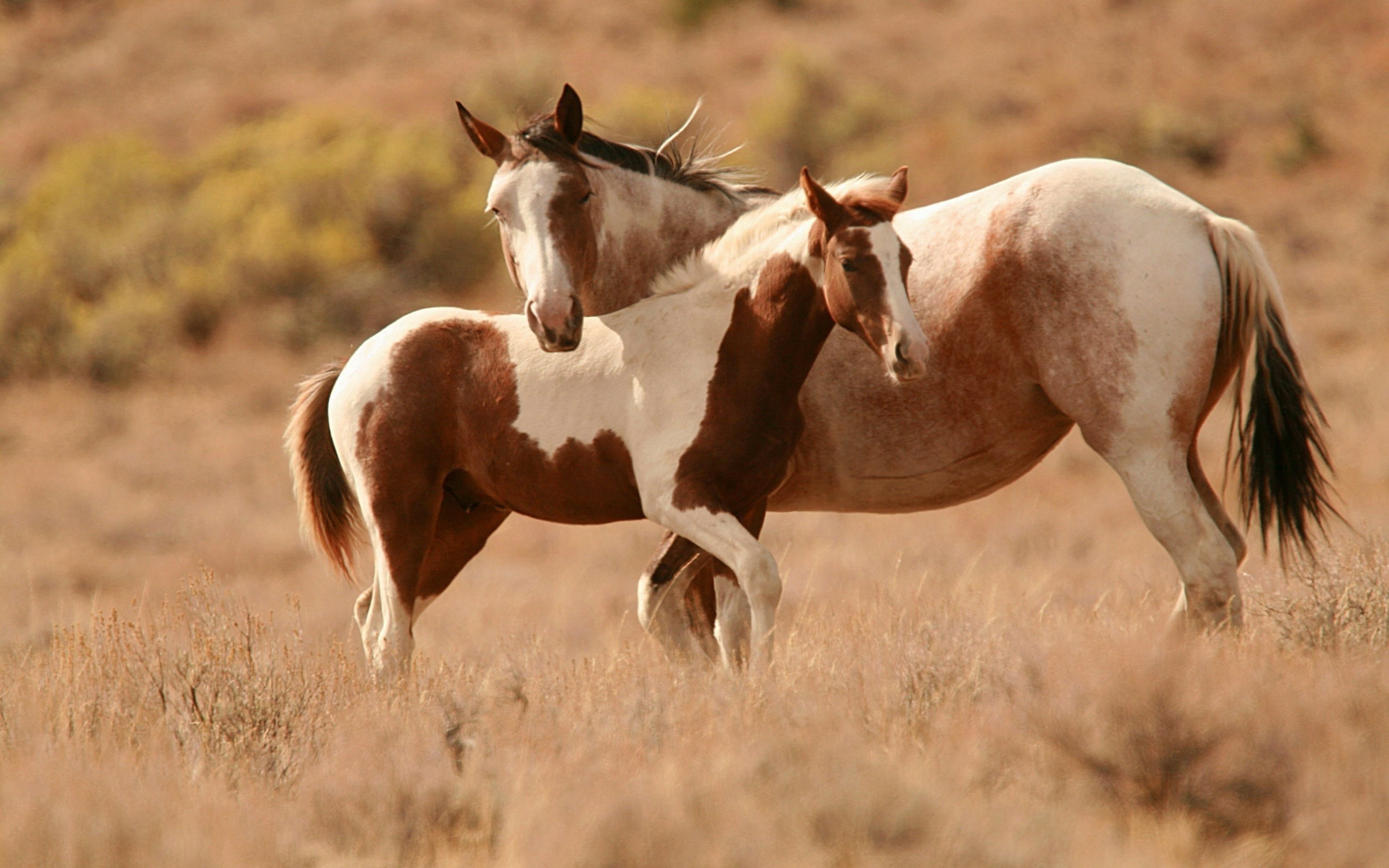природа животные лошадь конь без смс